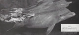 Sea Doo 2000 Mini Watercraft Brochure
